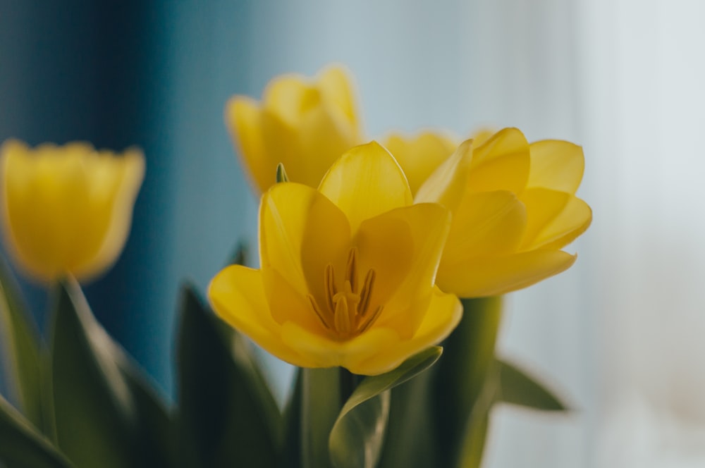 a vase filled with yellow flowers next to a window