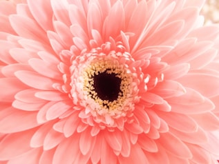 a large pink flower with a black center representing reflection of thoughts in a safe space