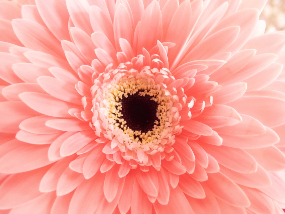 a large pink flower with a black center