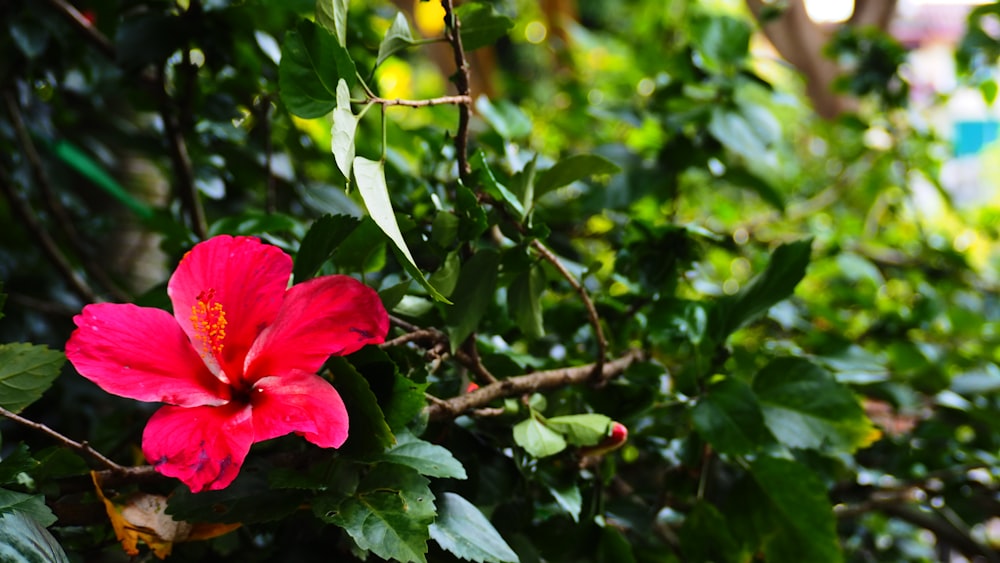 a red flower with green leaves in the background