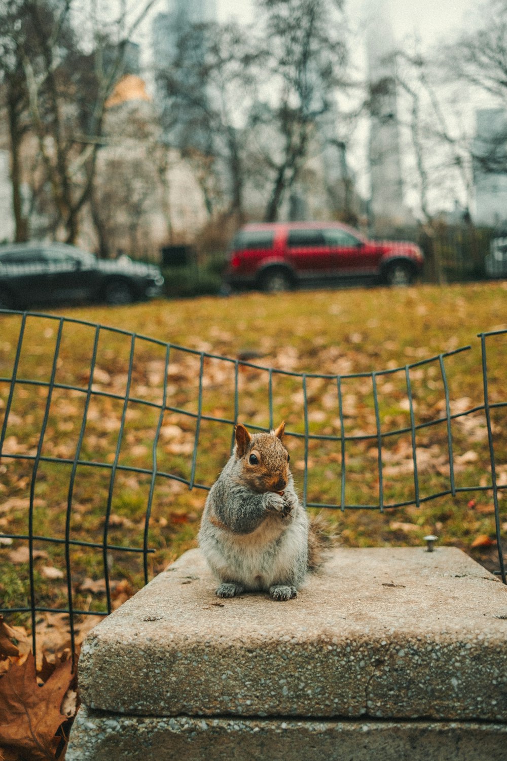 a squirrel sitting on a bench in a park