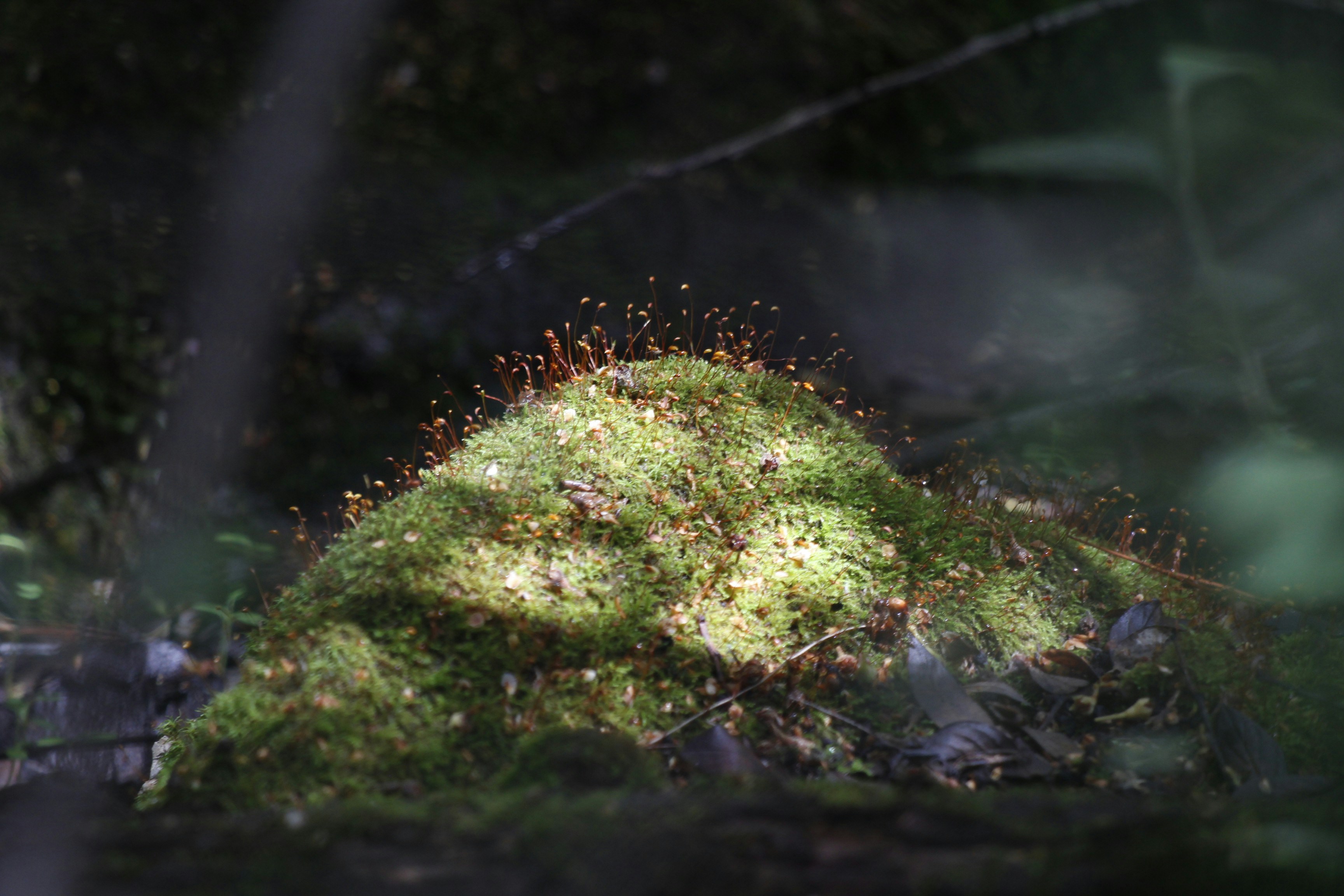 um monte coberto de musgo na floresta