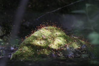wild mushrooms on mold