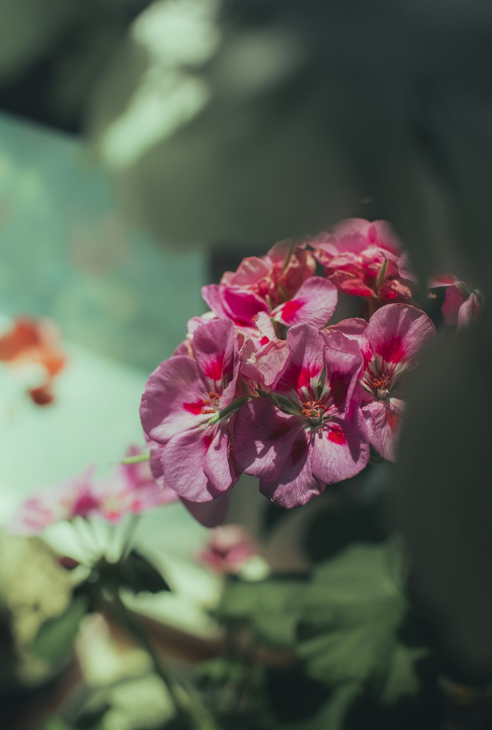 a close up of a pink flower with green leaves