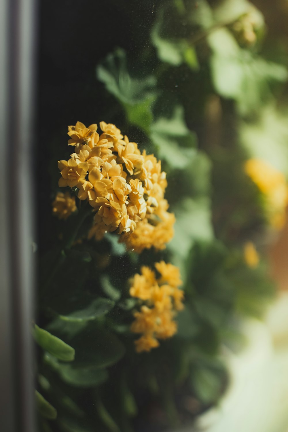 a close up of a bunch of yellow flowers