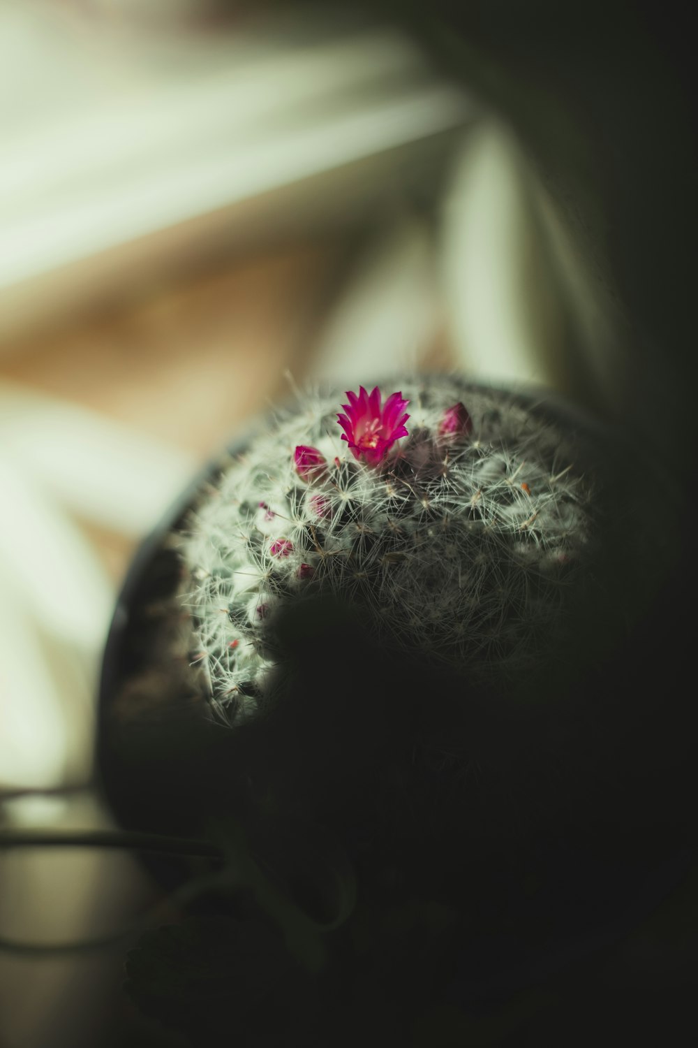 a cactus with a pink flower sitting on top of a table