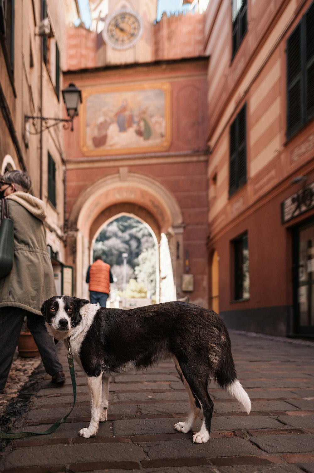 a black and white dog standing on a brick street