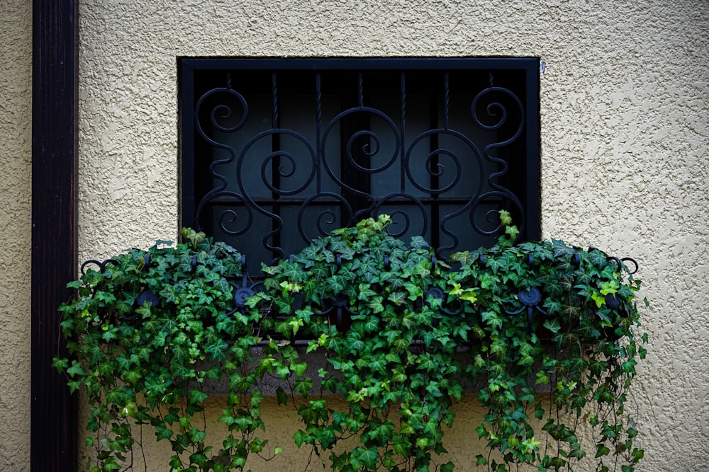 a window with a bunch of green plants in it