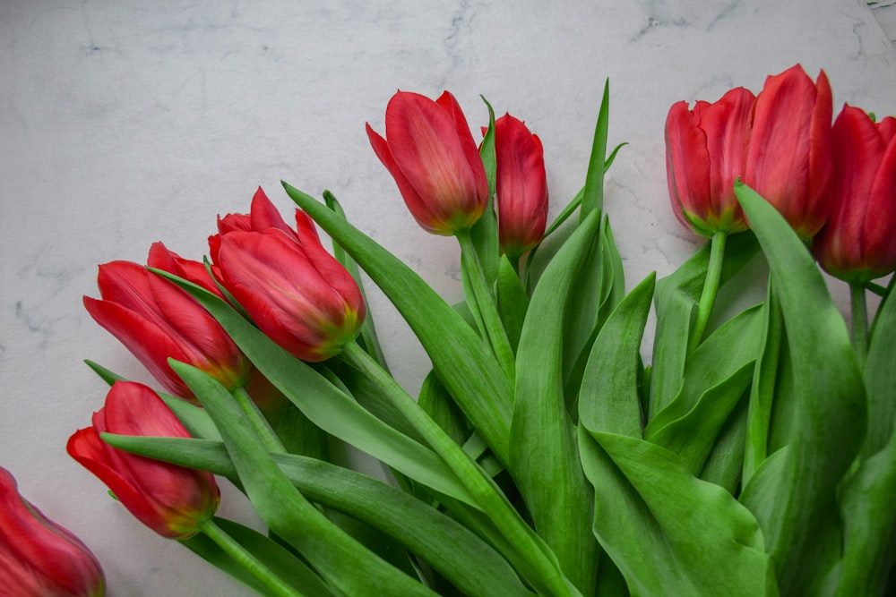 a bunch of red tulips on a table