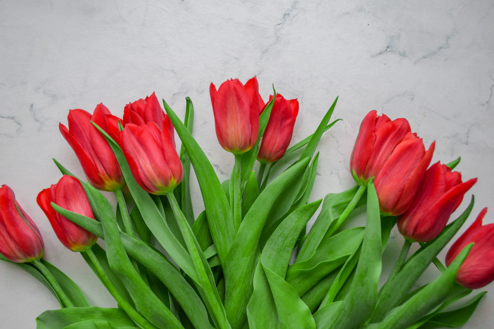 Red tulips arranged on white marble countertop in full bloom with vibrant red petals