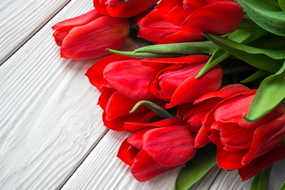 Red tulips arranged on white wooden surface in full bloom with vibrant red petals