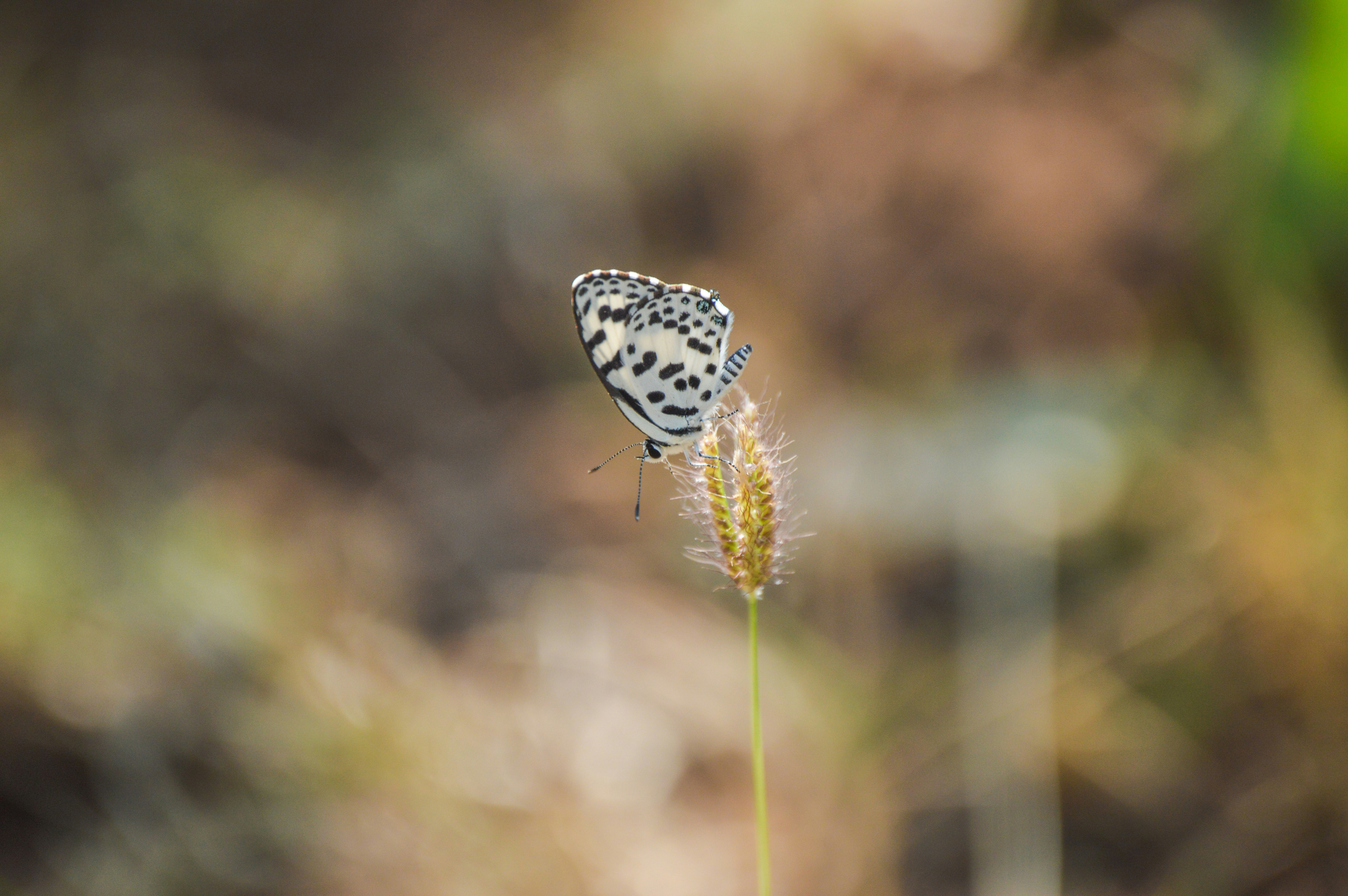 Photo by iampparth