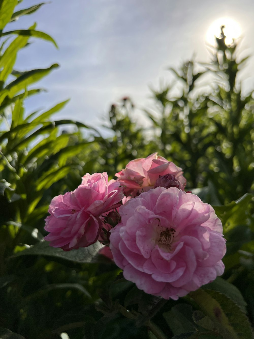 pink flowers are blooming in a field