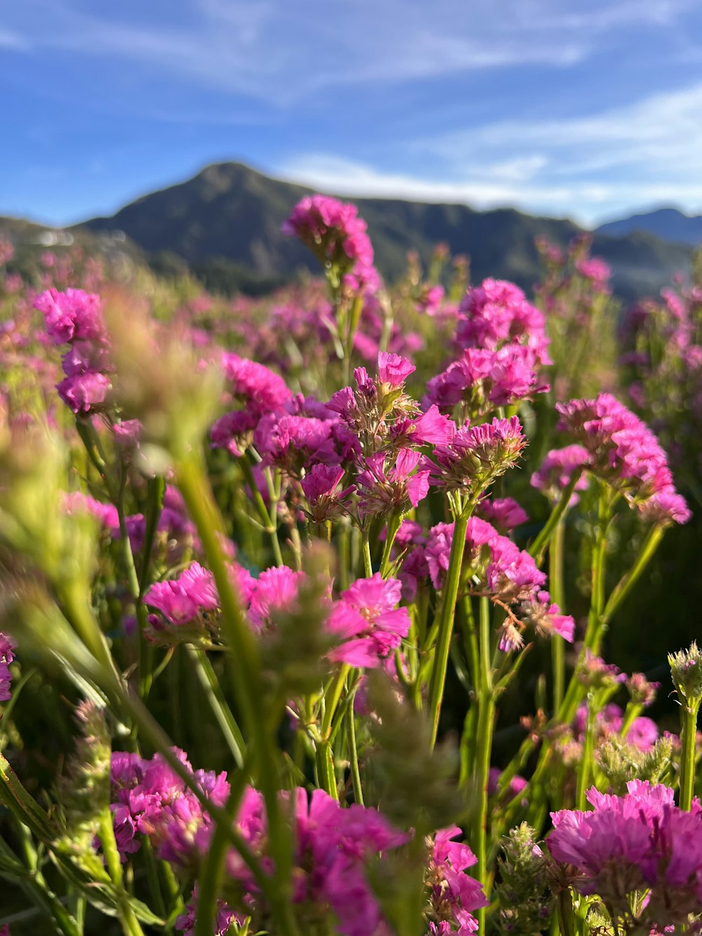 um campo de flores roxas com montanhas no fundo