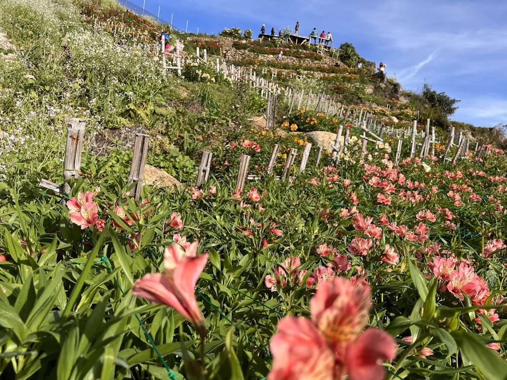 a field of flowers with people standing on a hill in the background