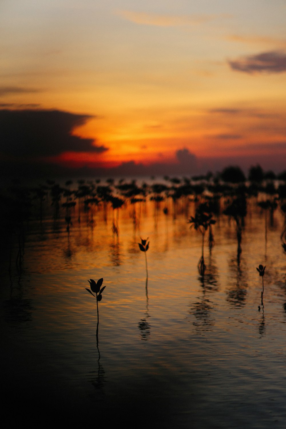 a sunset over a body of water with plants in the foreground
