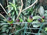 Close-up of vibrant tropical birds perched on tree branches in a rainforest.