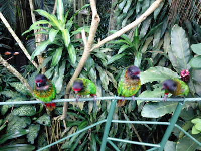 A close-up of vibrant tropical birds perched on flowering branches inside Tijuca rainforest.