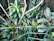 A close-up of vibrant Amazonian birds perched on branches surrounded by dense green foliage.