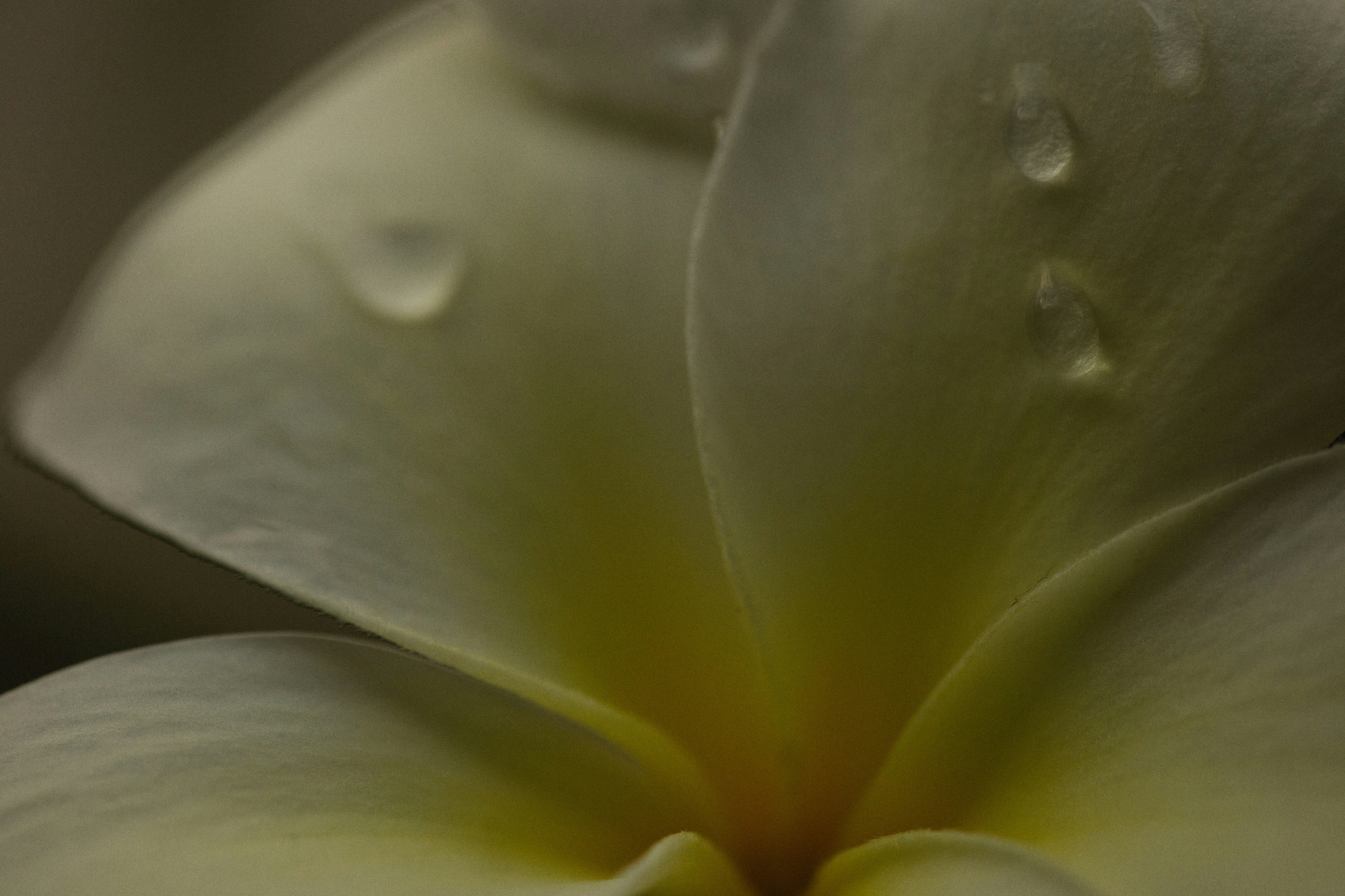 a white flower with drops of water on it