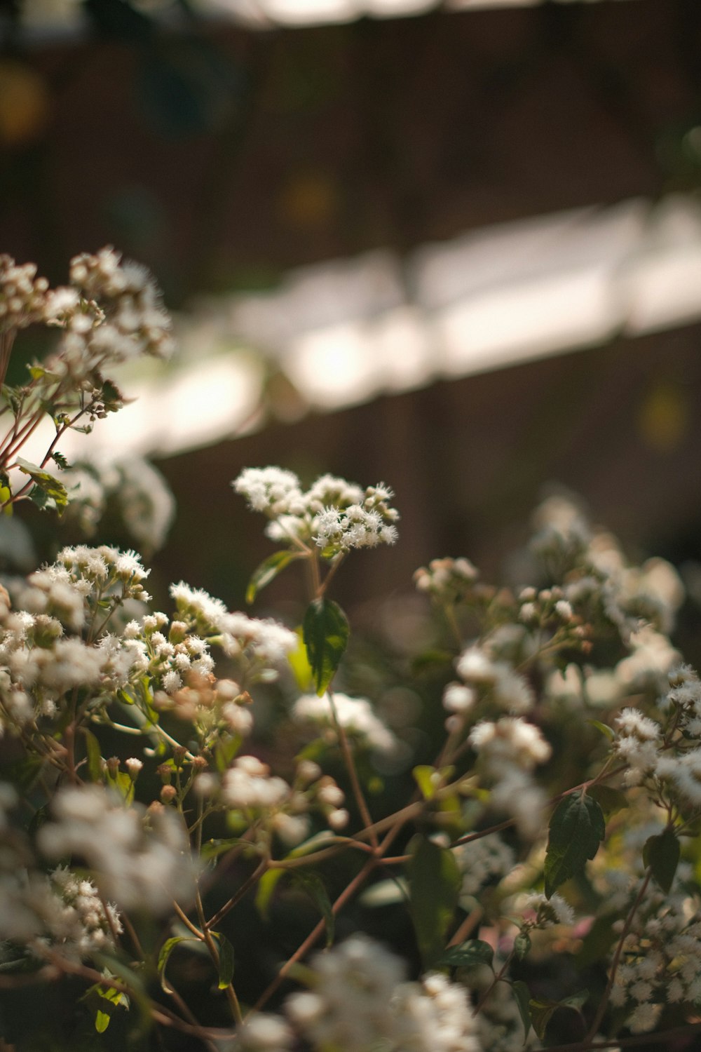 a close up of a bunch of white flowers