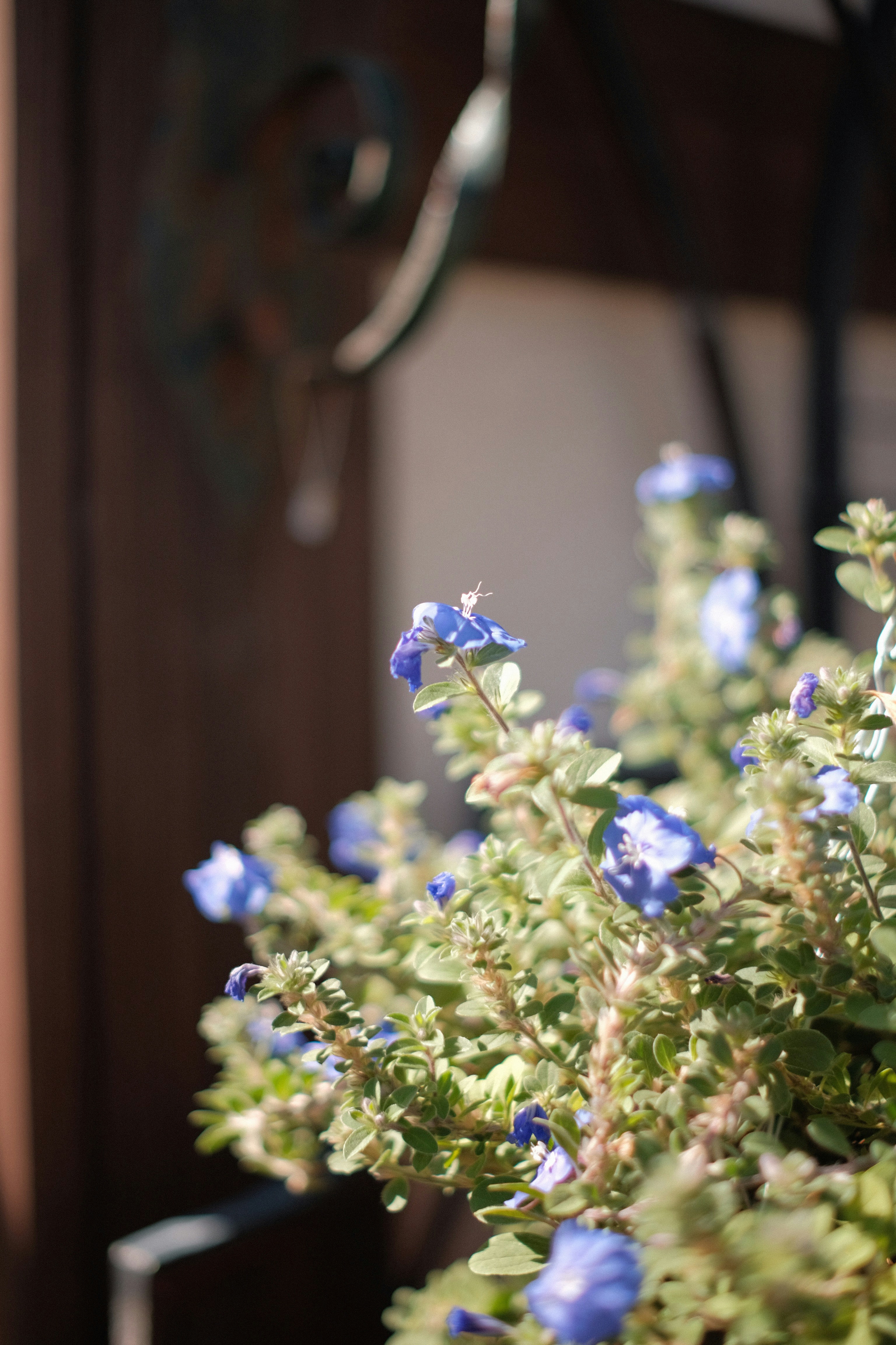 A close up of a plant with blue flowers photo – Free Plant Image on ...