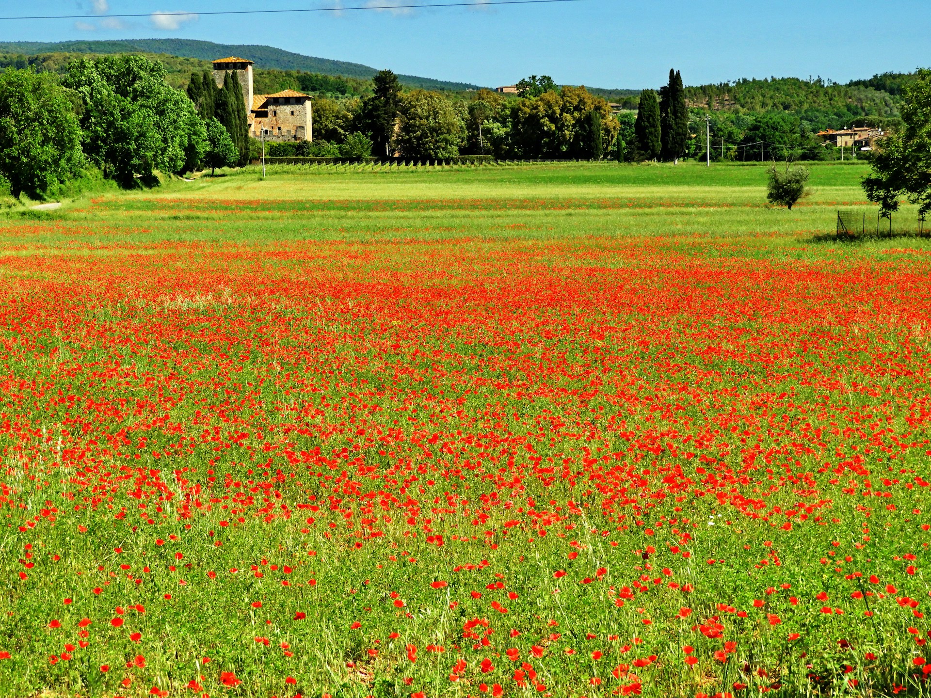 a field full of red flowers with a house in the background
