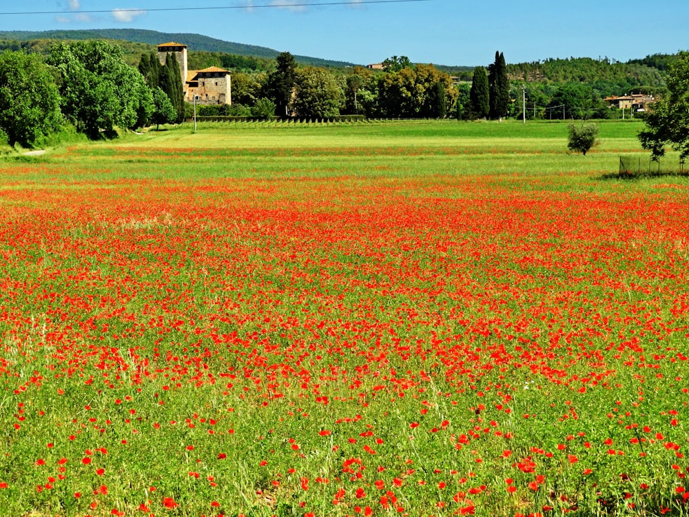 a field full of red flowers with a house in the background