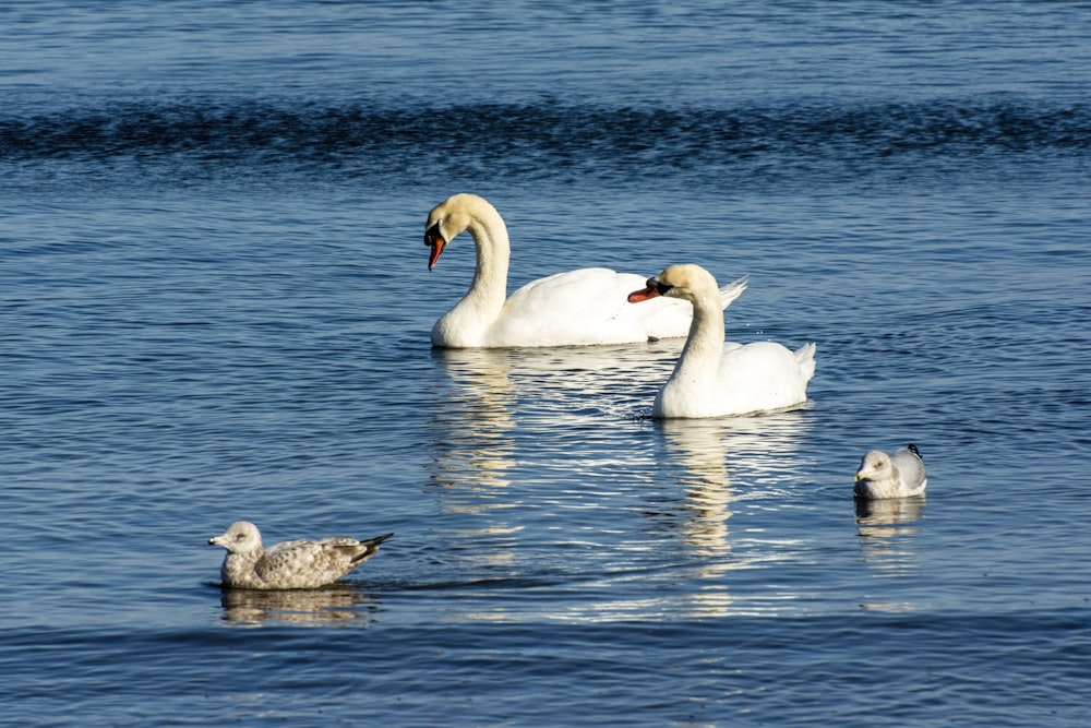 a family of swans swimming in the water