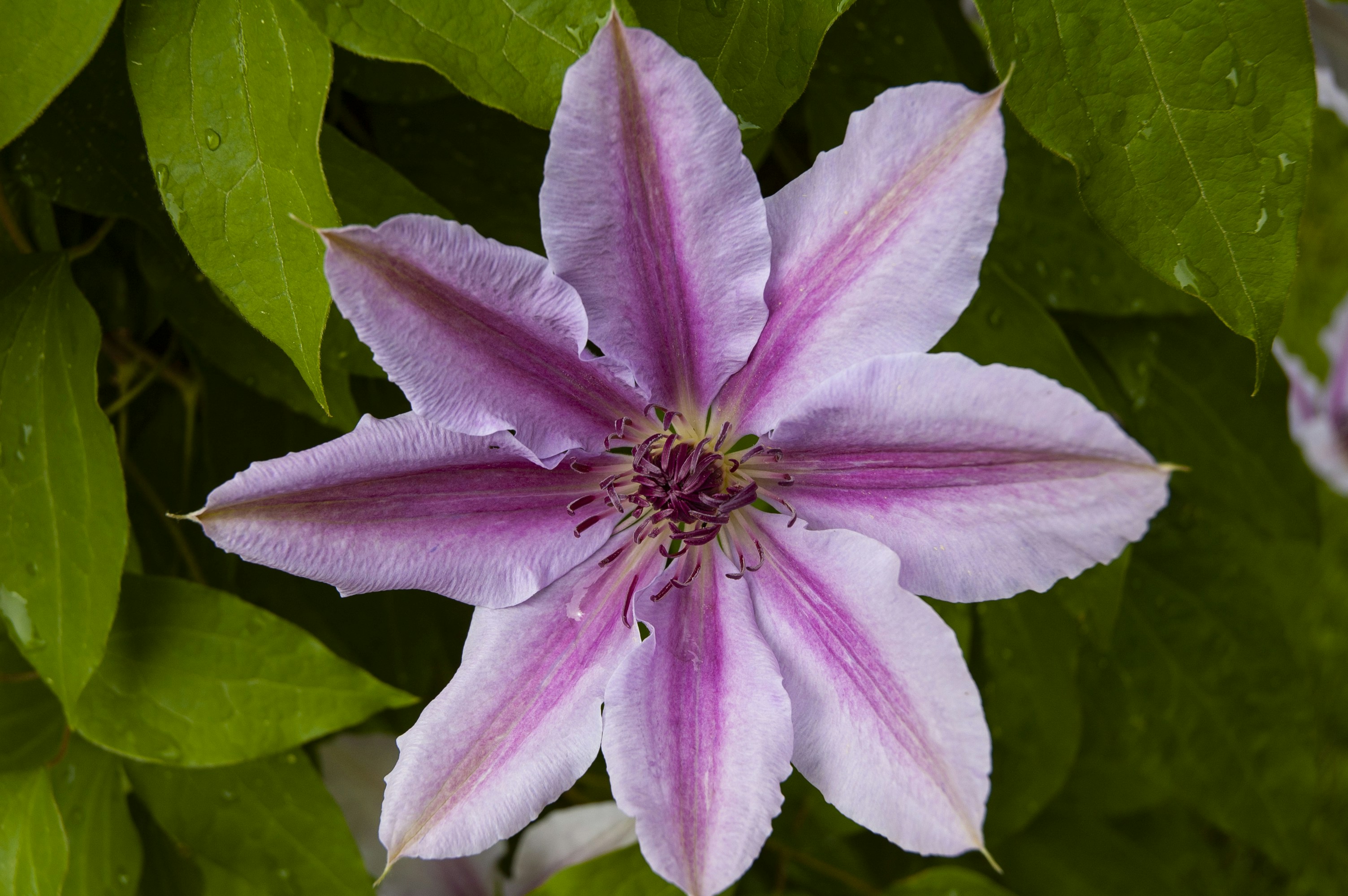 Full bloom clematis flower.