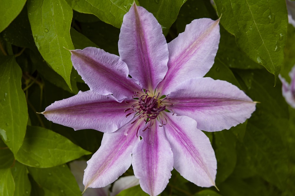 uma flor roxa com folhas verdes ao redor