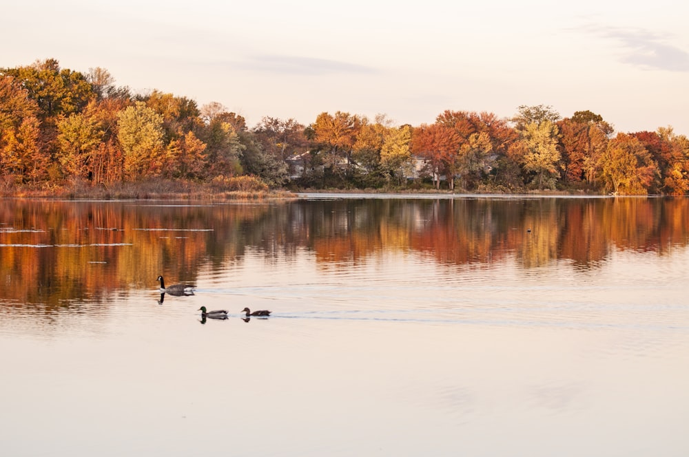 a couple of ducks floating on top of a lake