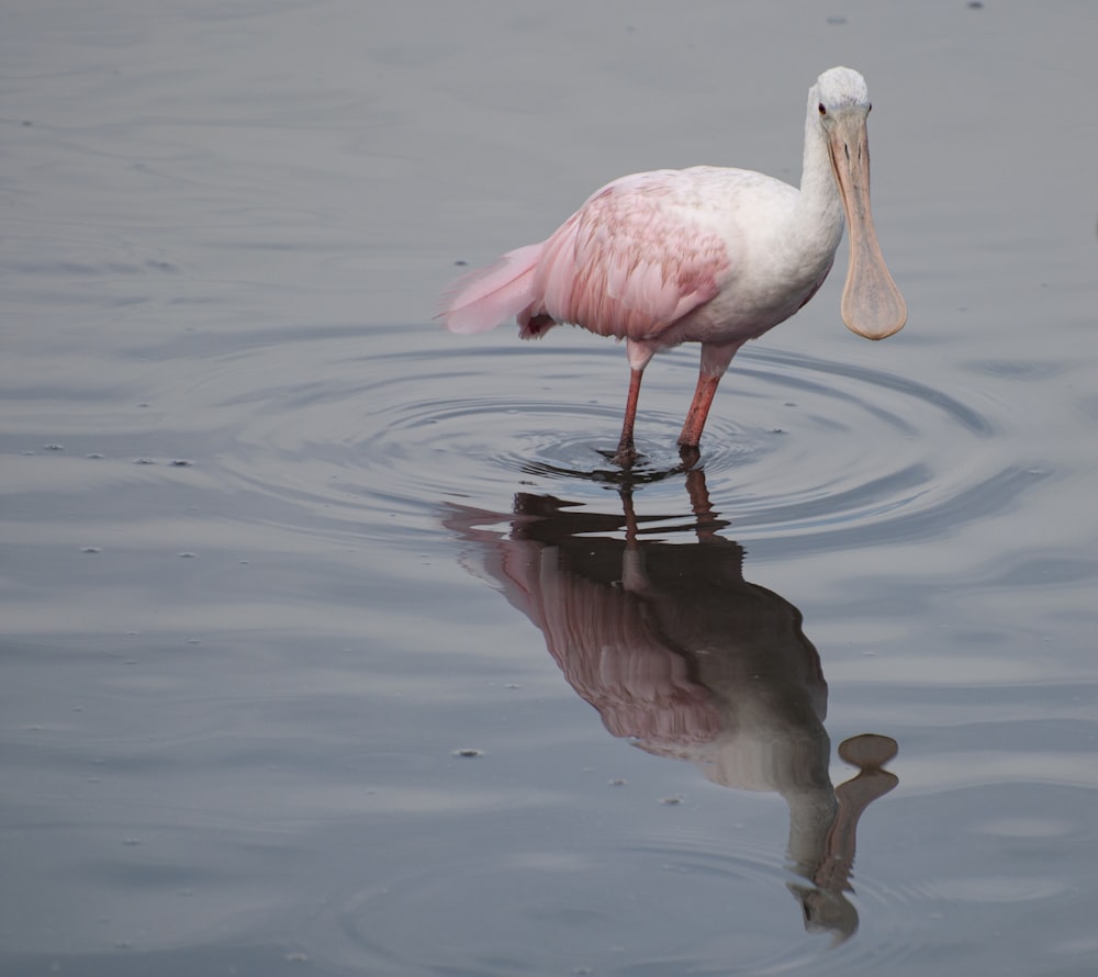 a pink and white bird is standing in the water