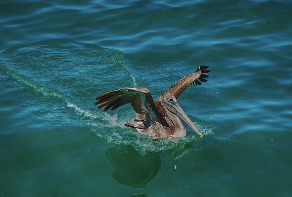 a pelican flaps its wings above the water