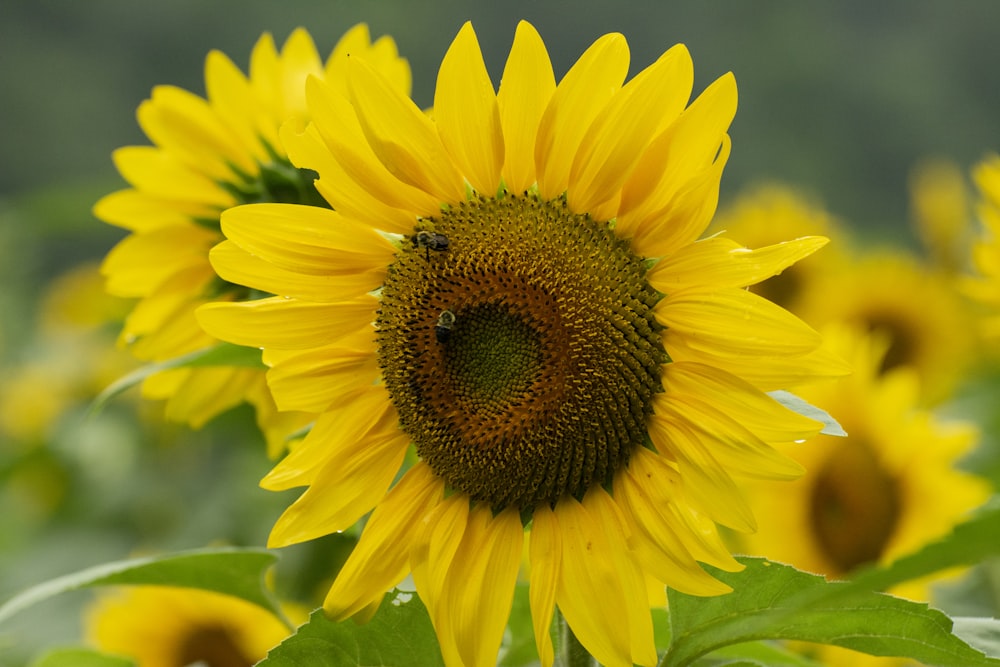 a large sunflower with a bee on it