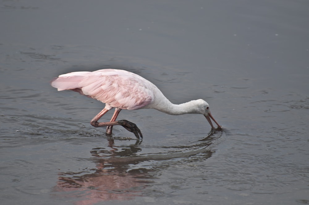 Un uccello rosa e bianco con un pesce in bocca