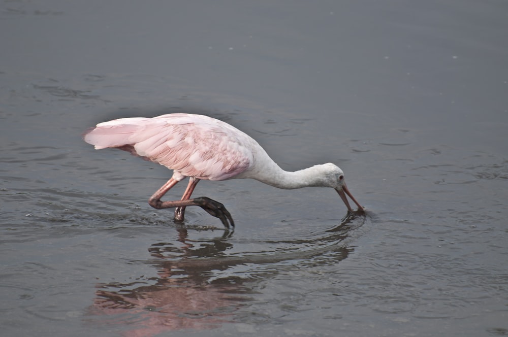 a pink and white bird with a fish in it's mouth