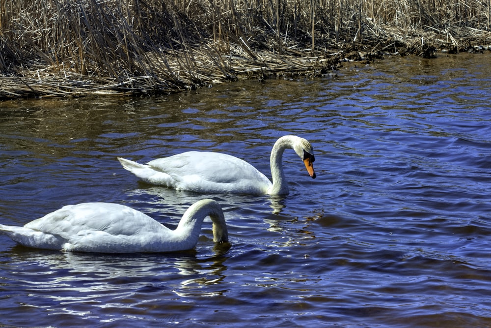 Dos cisnes blancos nadando en un cuerpo de agua