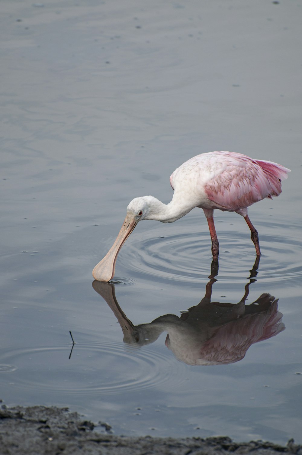 um pássaro com um bico longo está parado na água