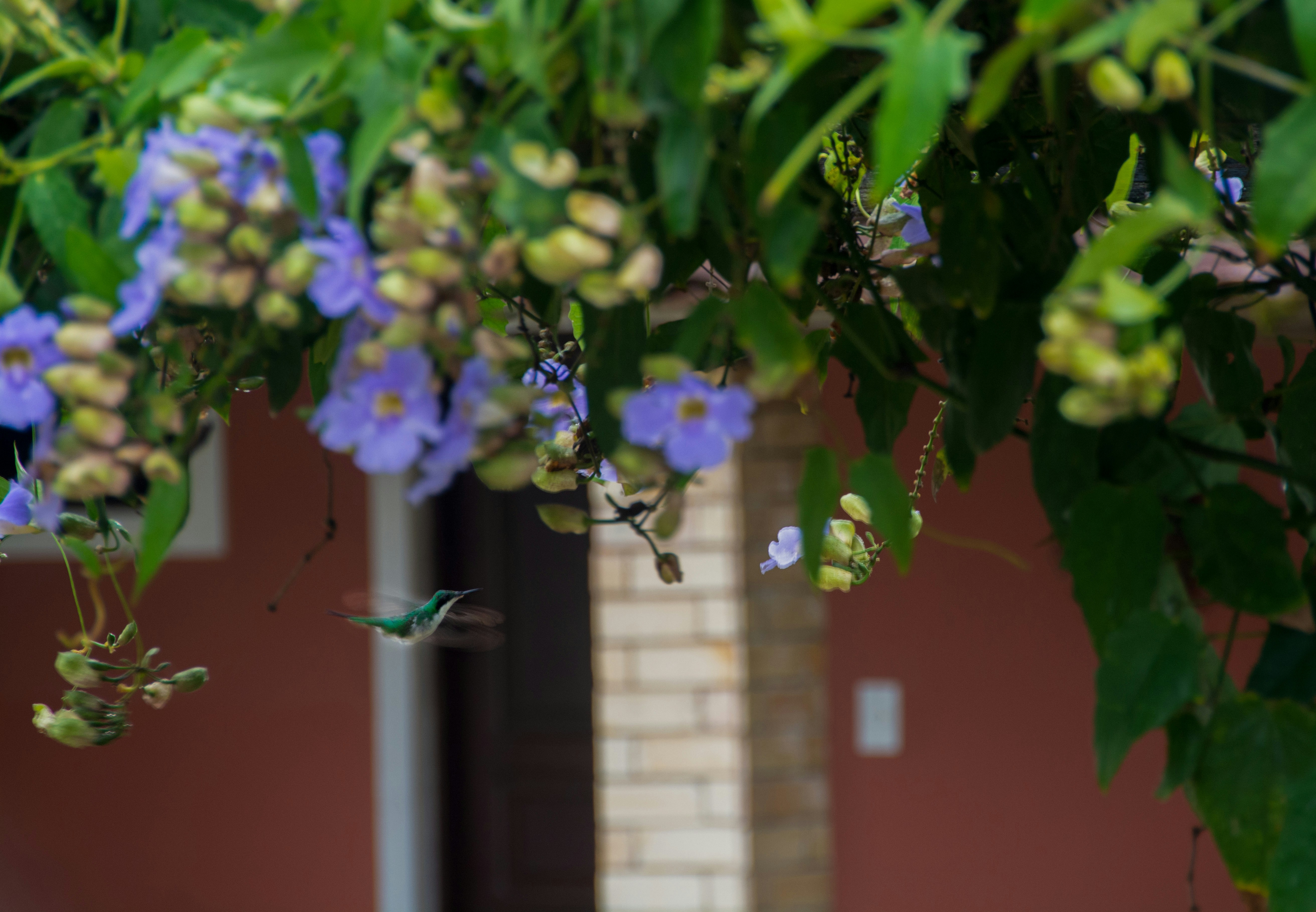 Un colibri volant devant un bouquet de fleurs bleues