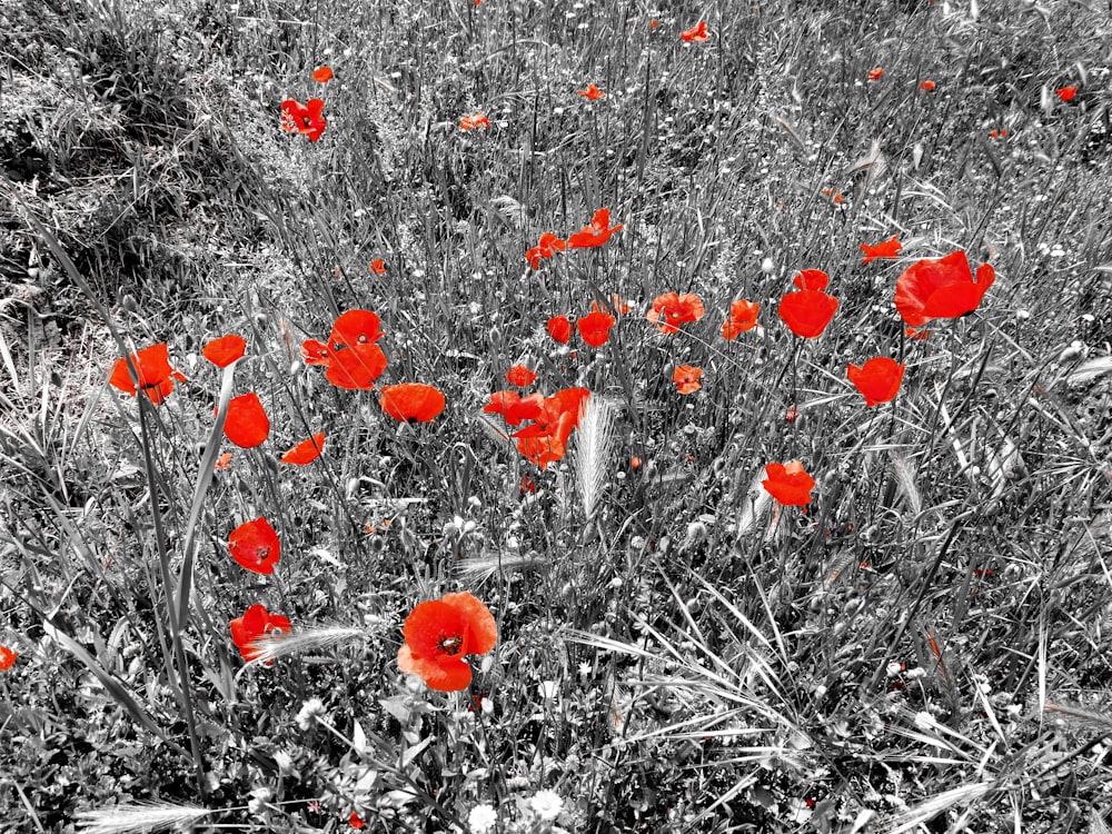 a black and white photo of red flowers