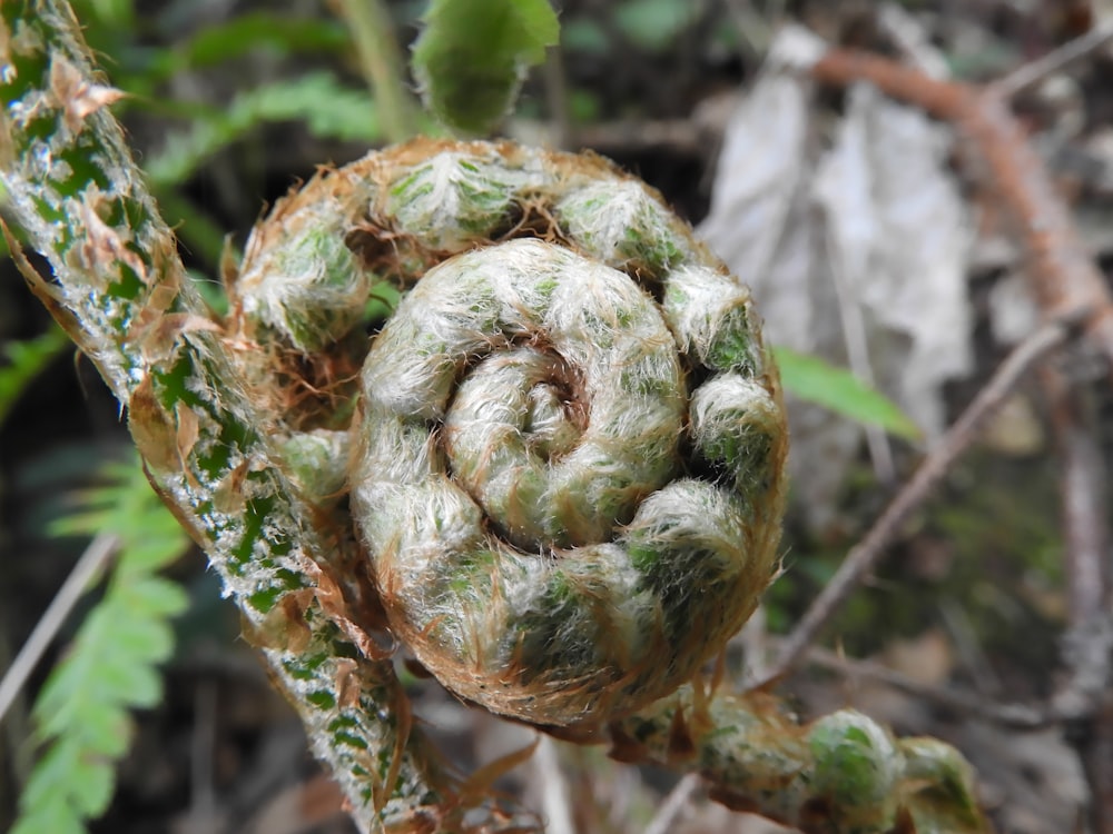 a close up of a plant with green leaves