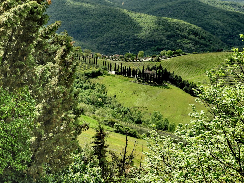 a lush green valley surrounded by mountains and trees