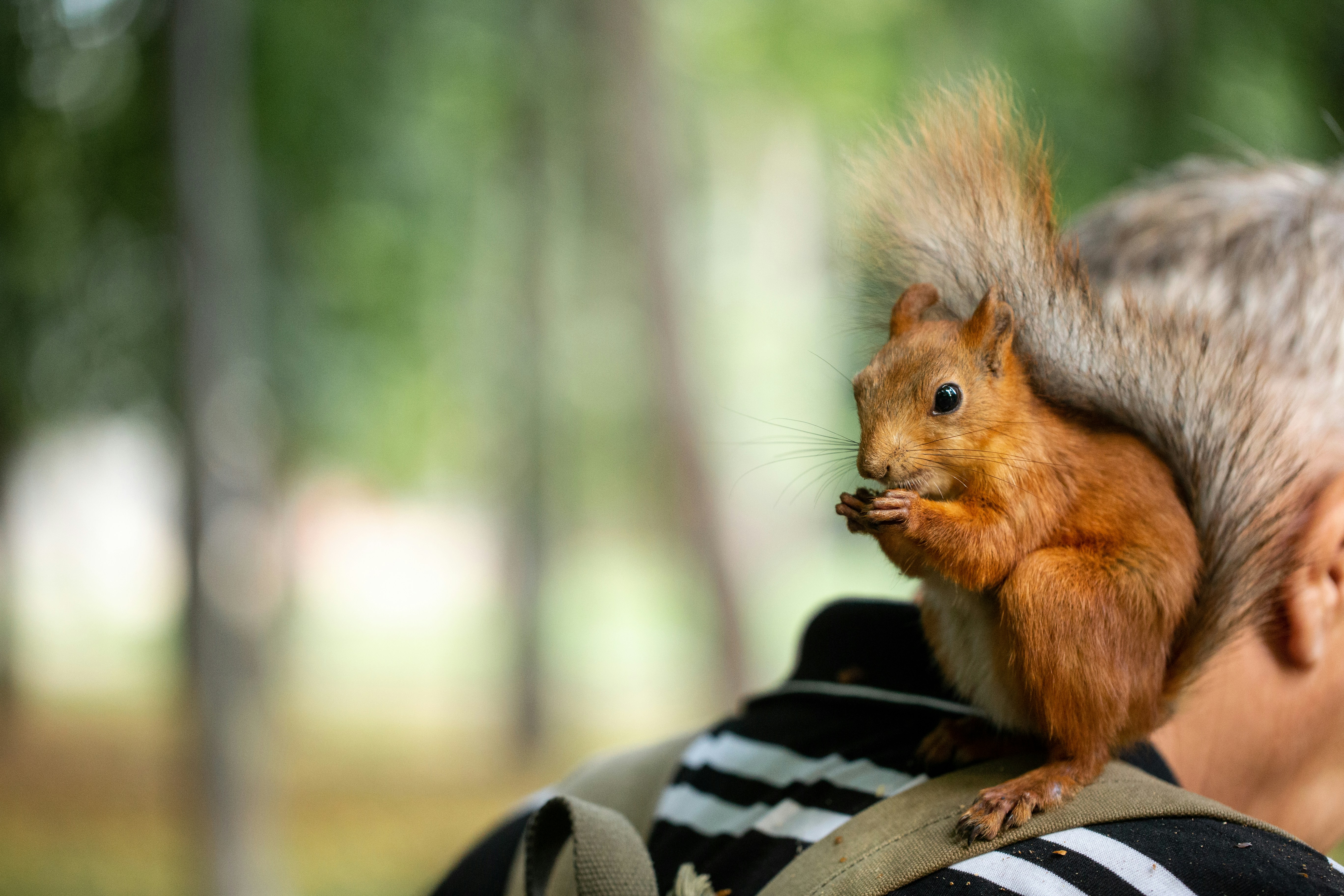 a squirrel sitting on the back of a man's shoulder