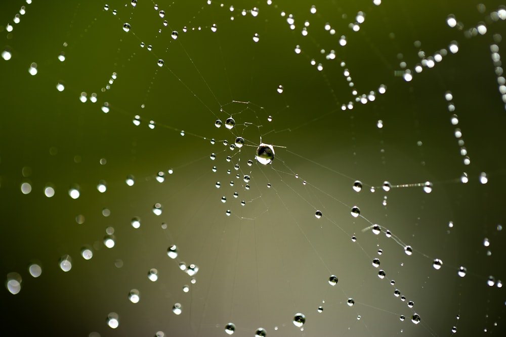a spider web with water drops on it