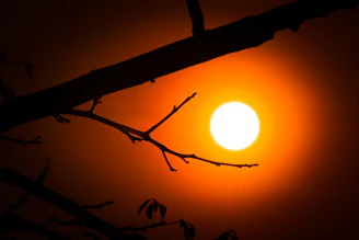 Silhouetted eucalyptus trees framing a fiery red sunrise on the outback horizon.