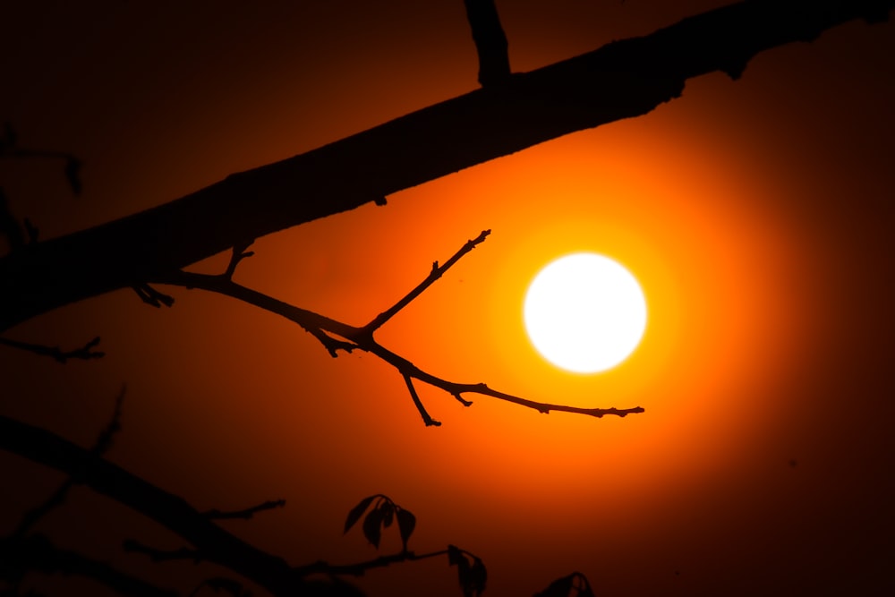 the sun is setting behind a tree branch