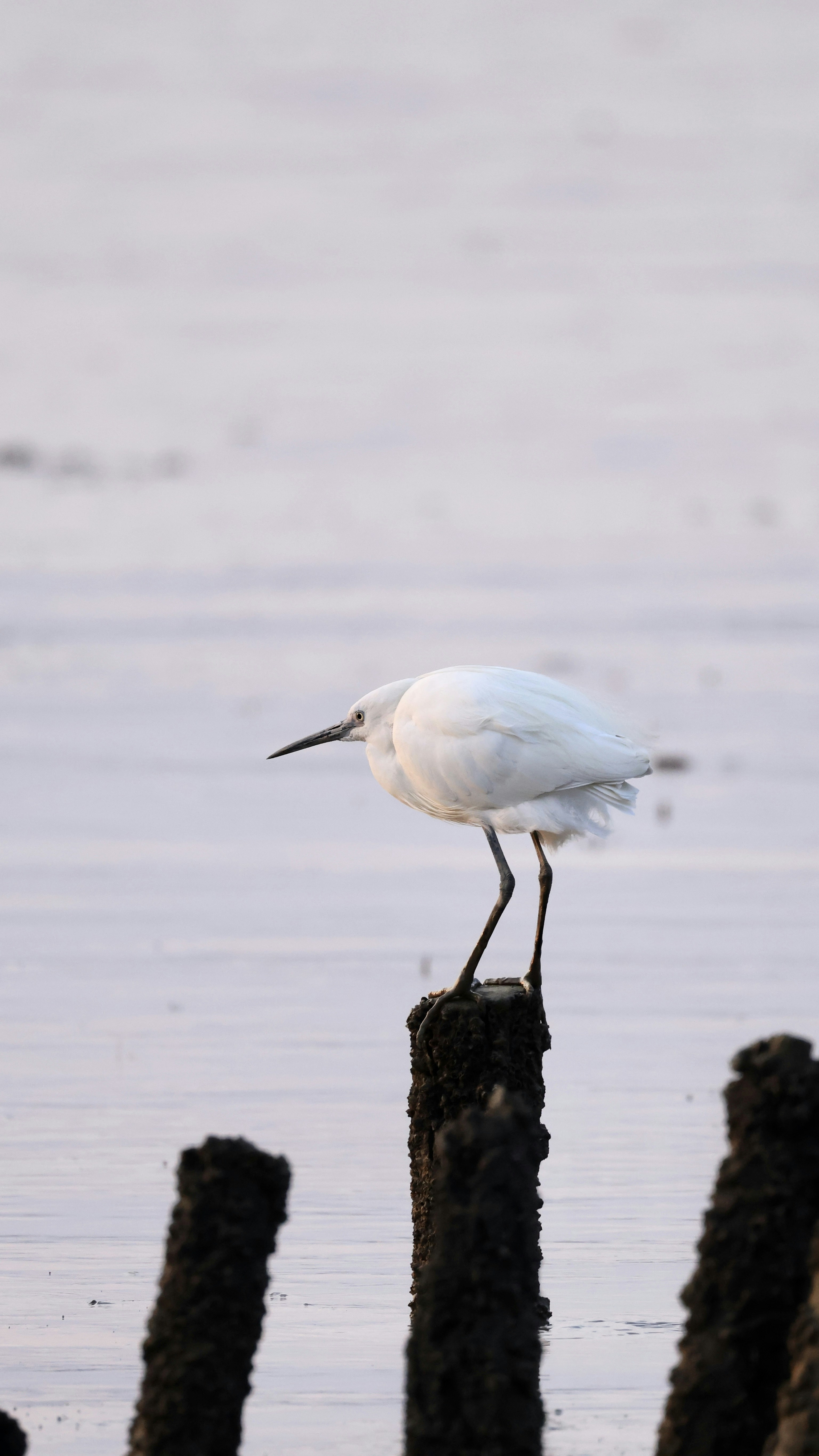 Photo by dickenslin76