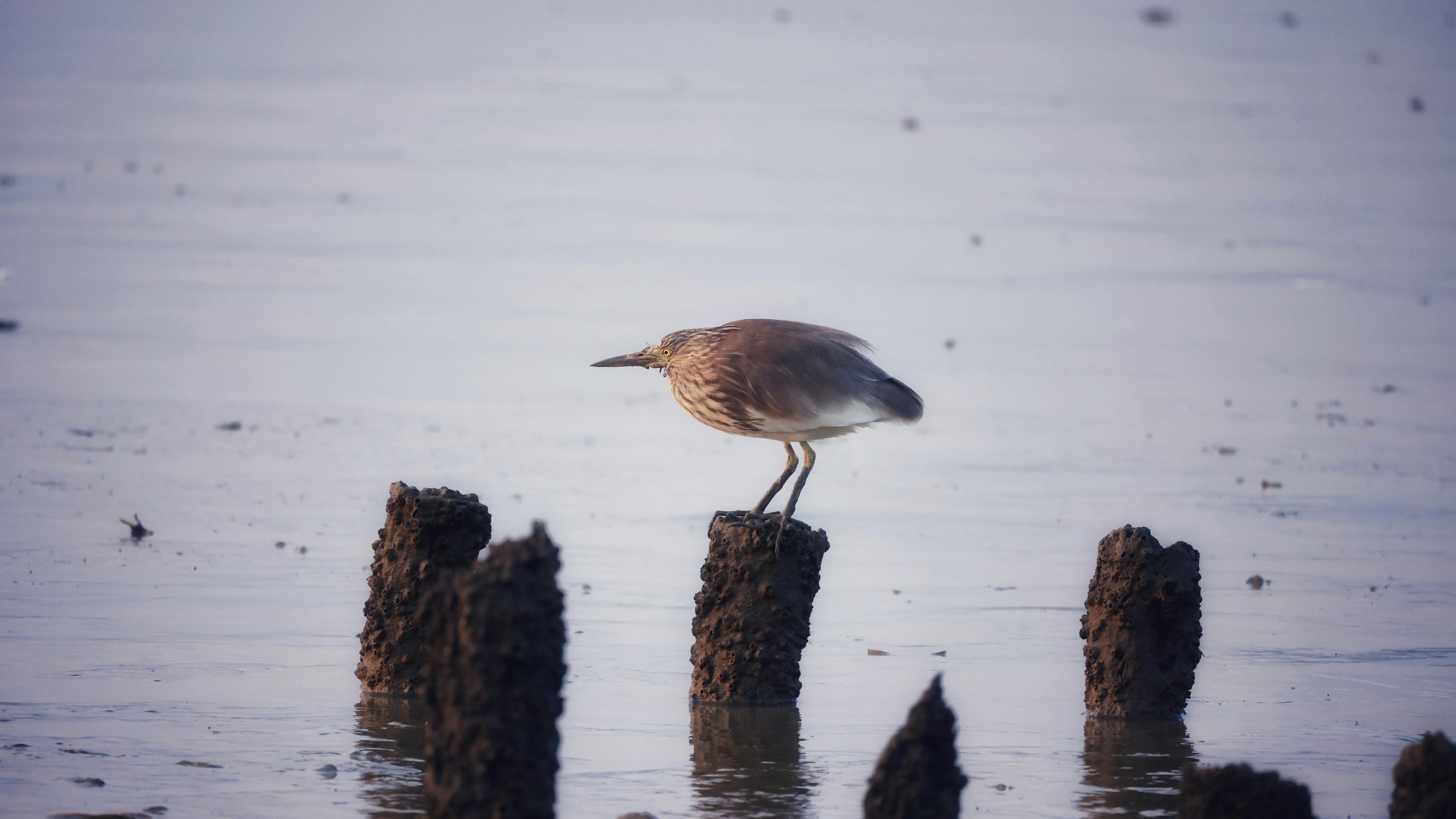 Photo by dickenslin76