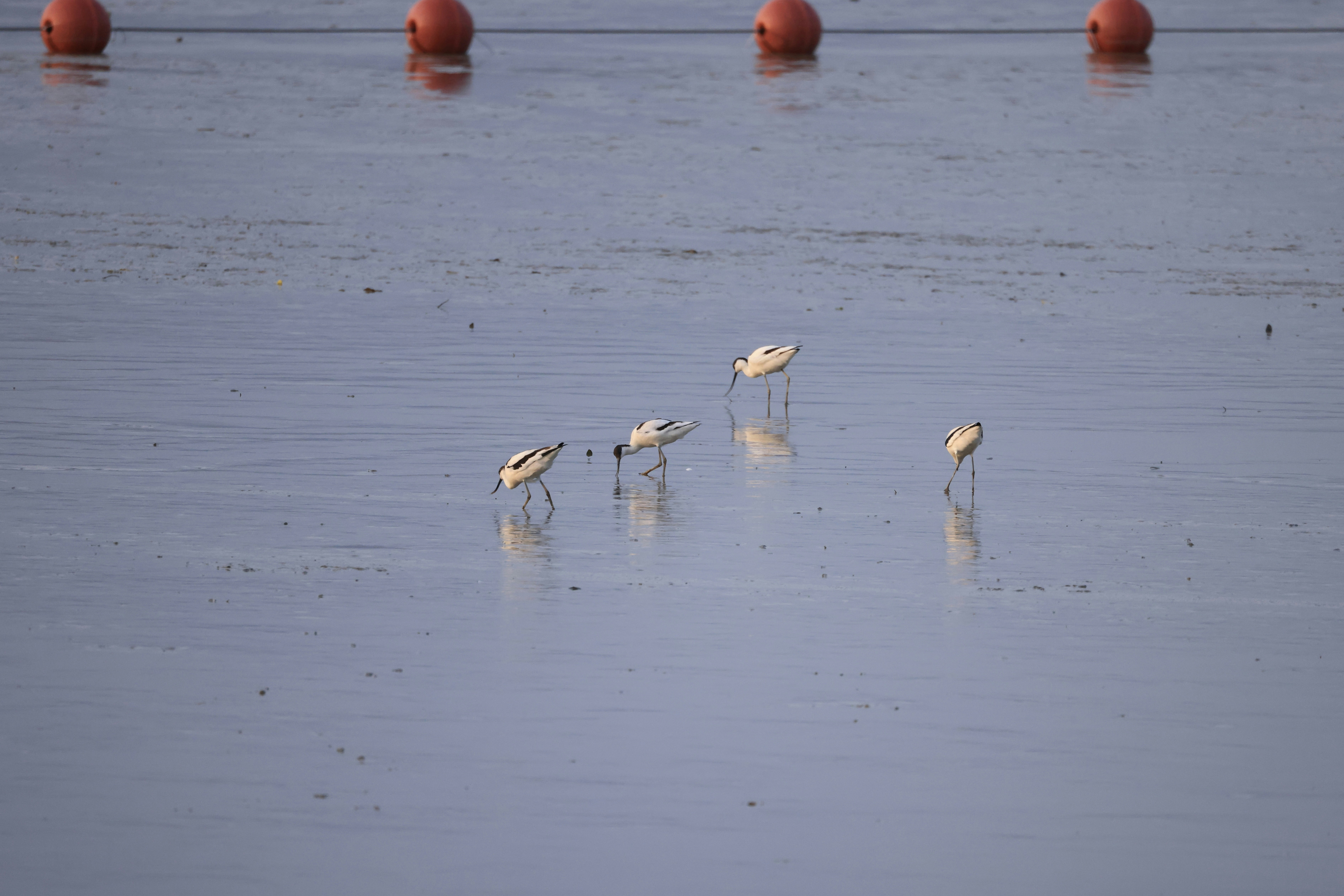 Photo by dickenslin76